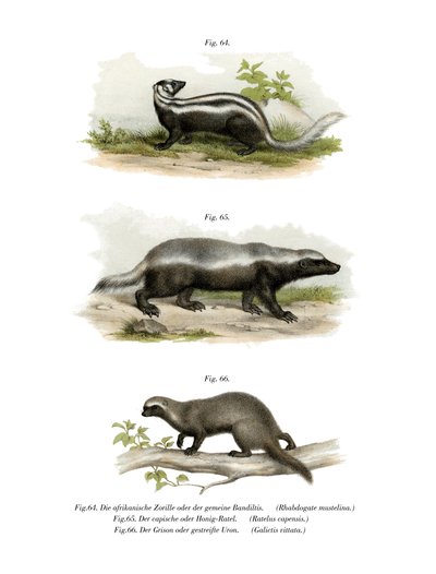 Zorilla by German School